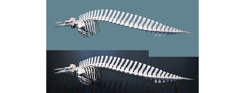 クジラの骨の写真素材は、「カタルシスの浜 静止する時間」の上部に羽ばたく鳥に使用されている